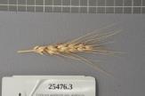 Click for 1 image(s) for this accession. Spike